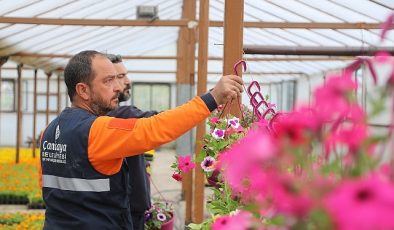 Çansera’nın Yazlık Çiçekleri Çankaya’yı Süsleyecek