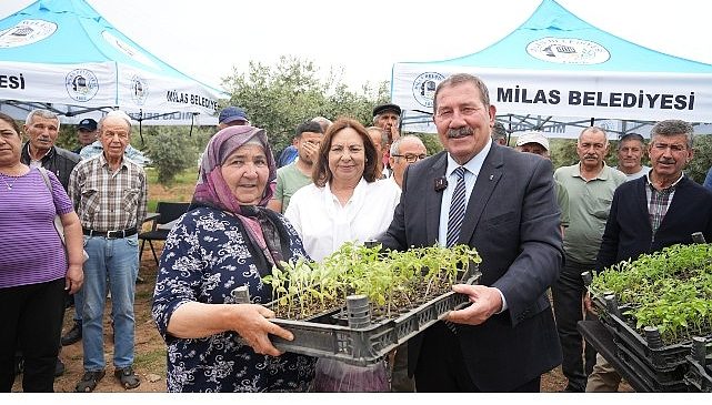 Milas Belediyesi, ata tohumlarını yaşatmak için üreticilere fide dağıtımı gerçekleştirdi